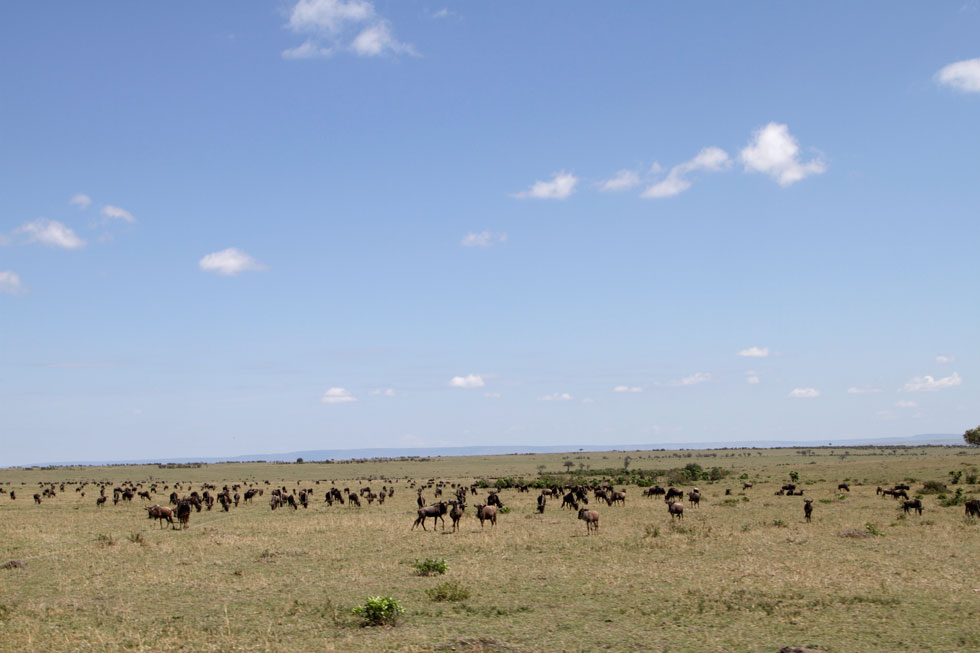Es la esencia del Masai Mara